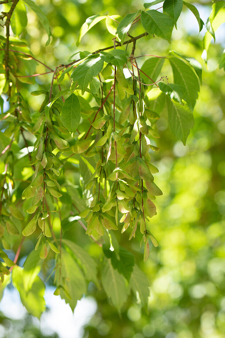 Acer cissifolium