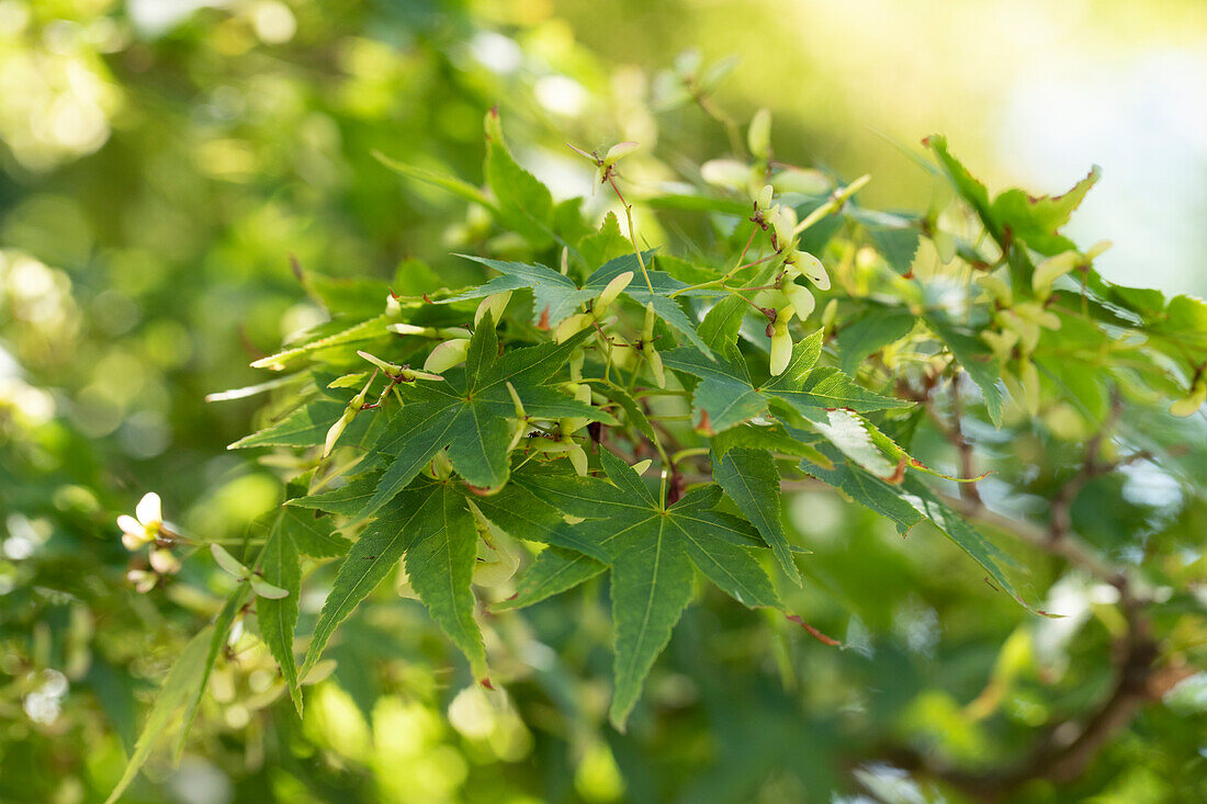 Acer palmatum