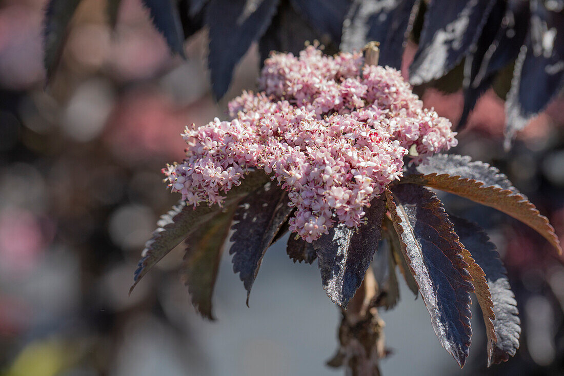 Sambucus nigra 'Black Tower'®