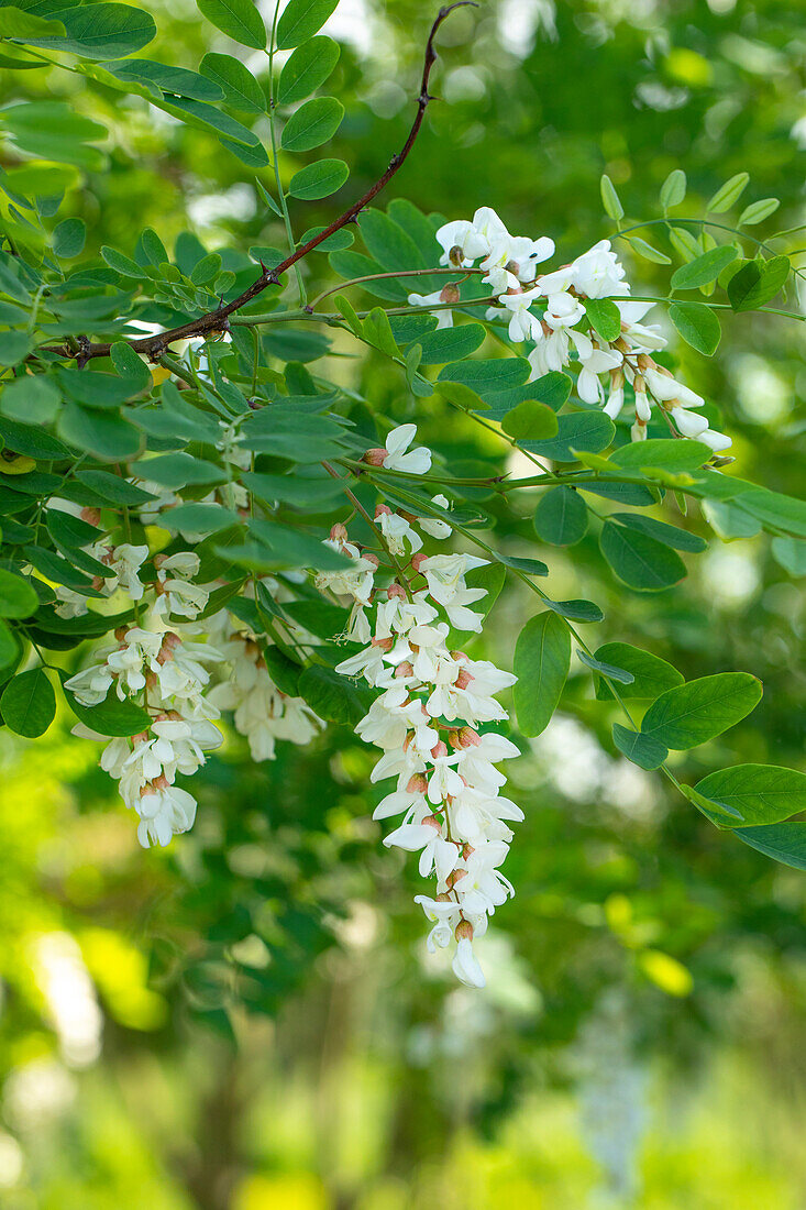 Robinia pseudoacacia