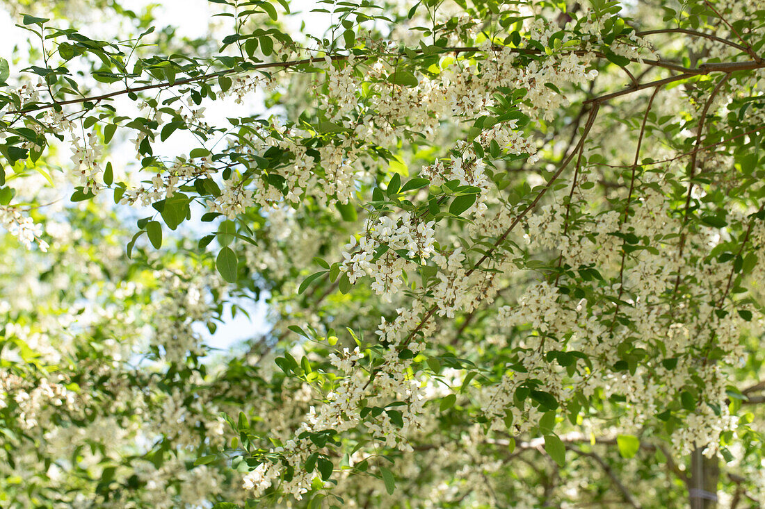 Robinia pseudoacacia 'Unifoliola'