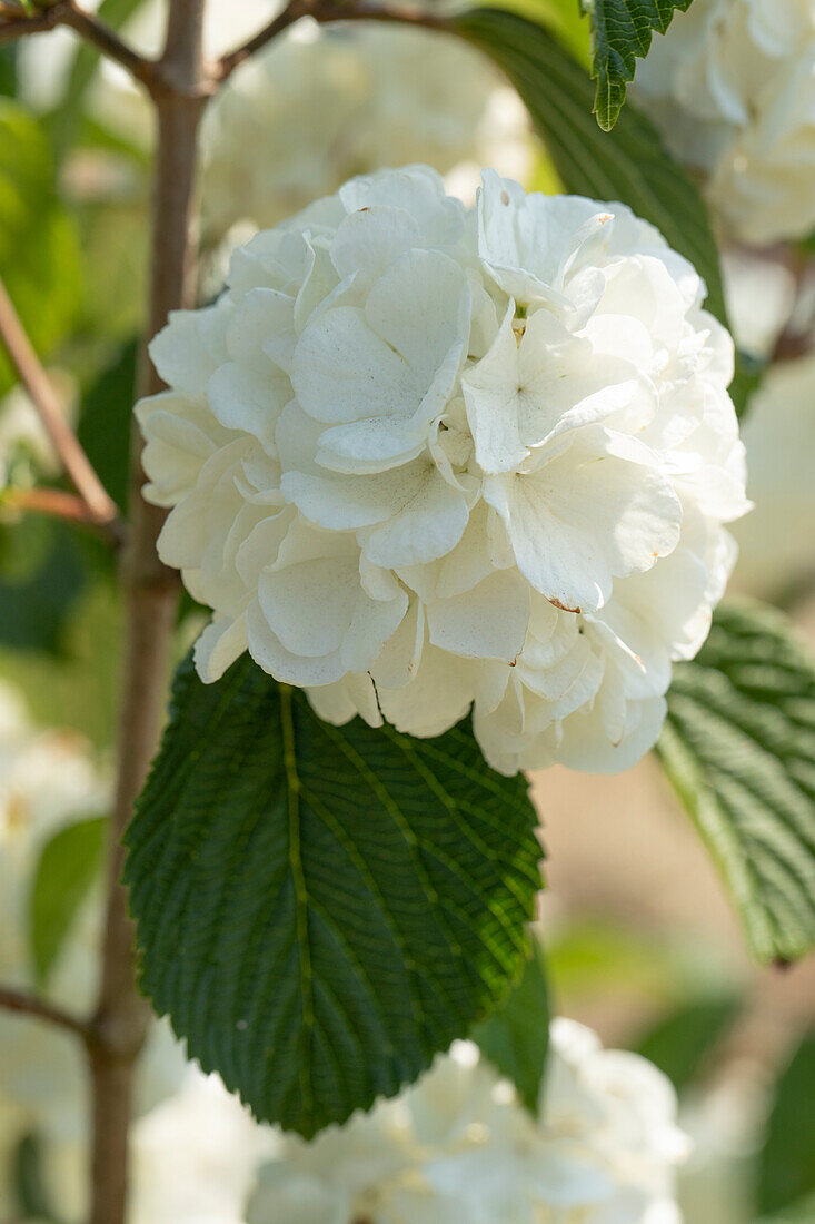 Viburnum plicatum