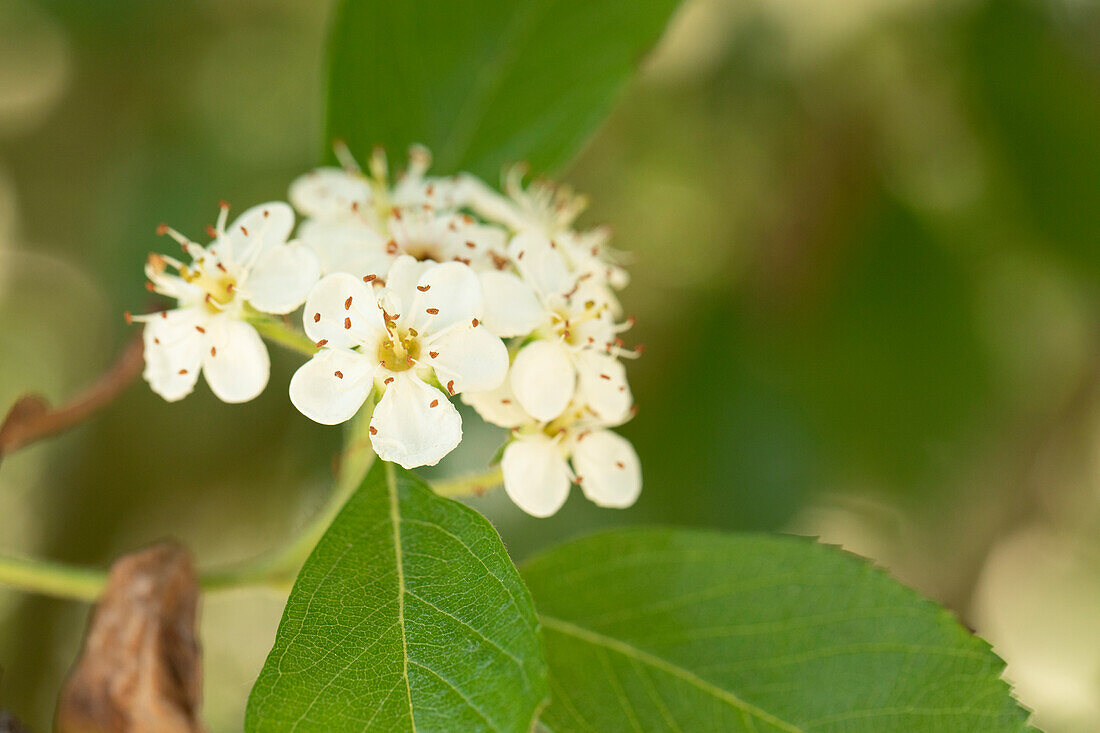 Crataegus crus-galli