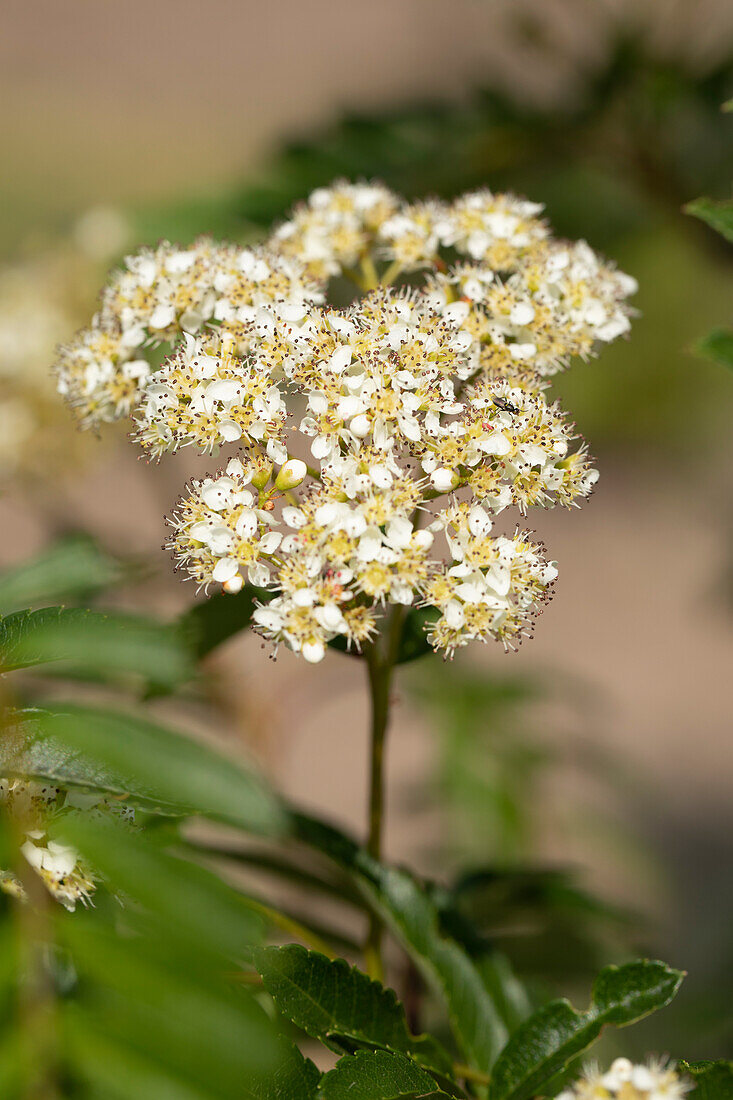 Sorbus 'Joseph Rock