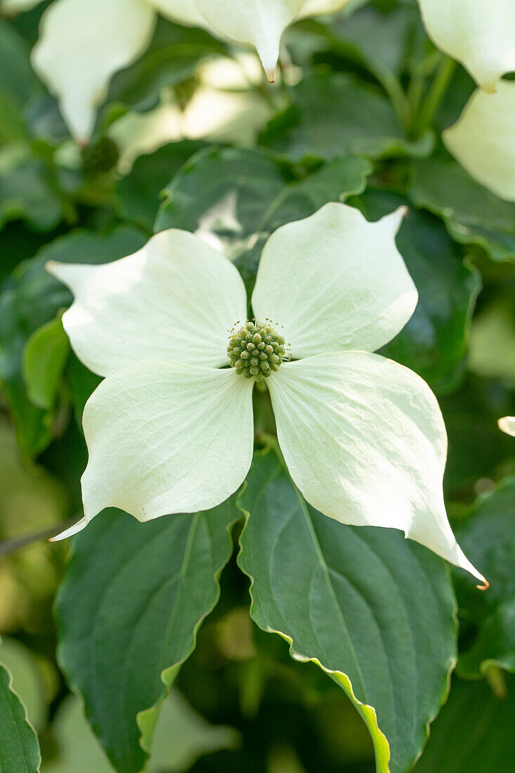 Cornus kousa 'Venus'®