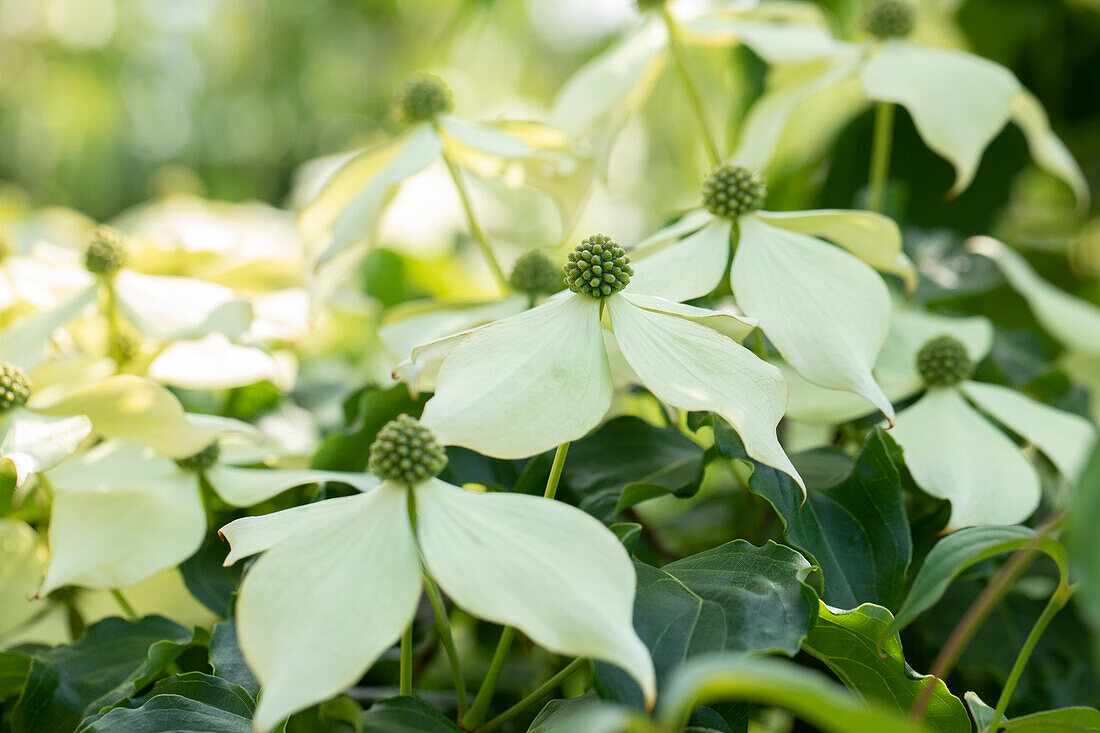 Cornus kousa 'Venus'®