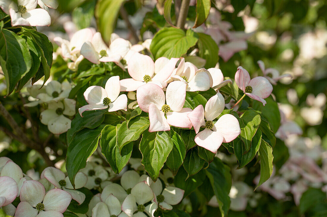 Cornus kousa 'Satomi'®