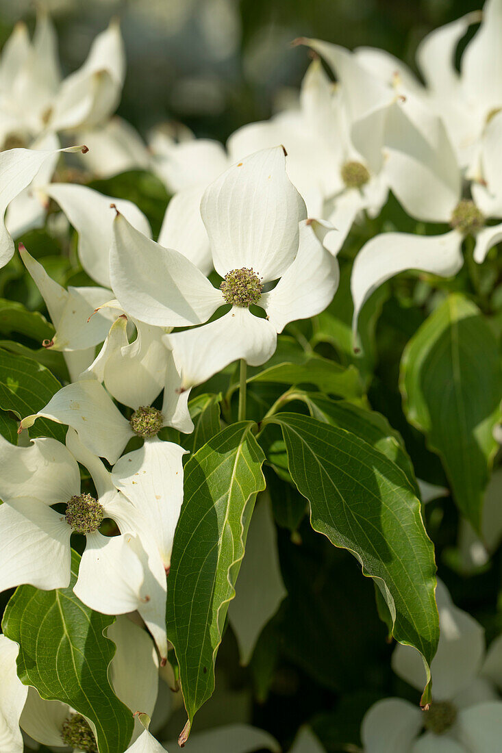 Cornus kousa chinensis 'Milky Way'.