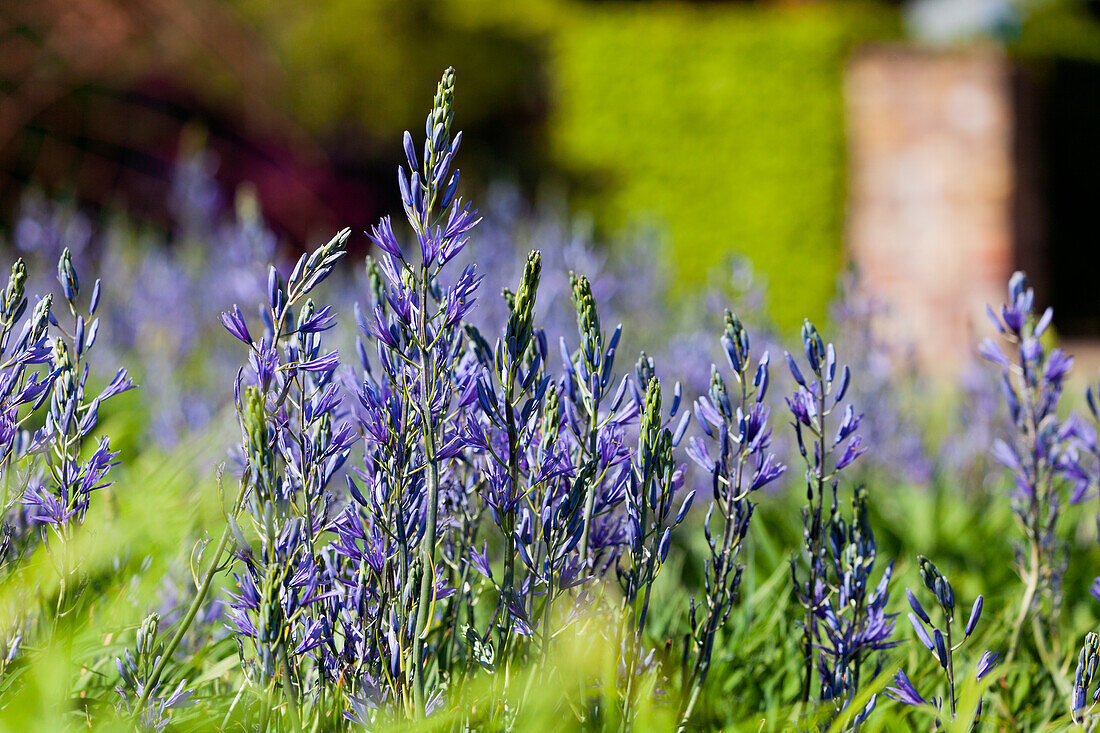 Camassia leichtlinii