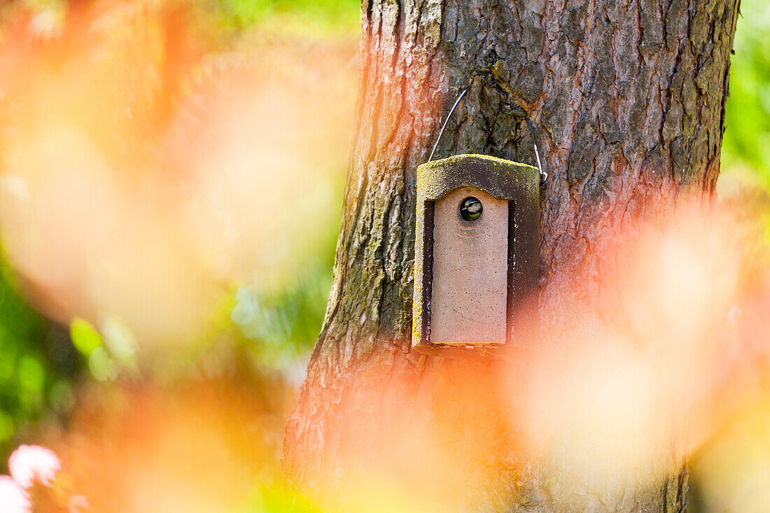 Blue tit in the birdhouse