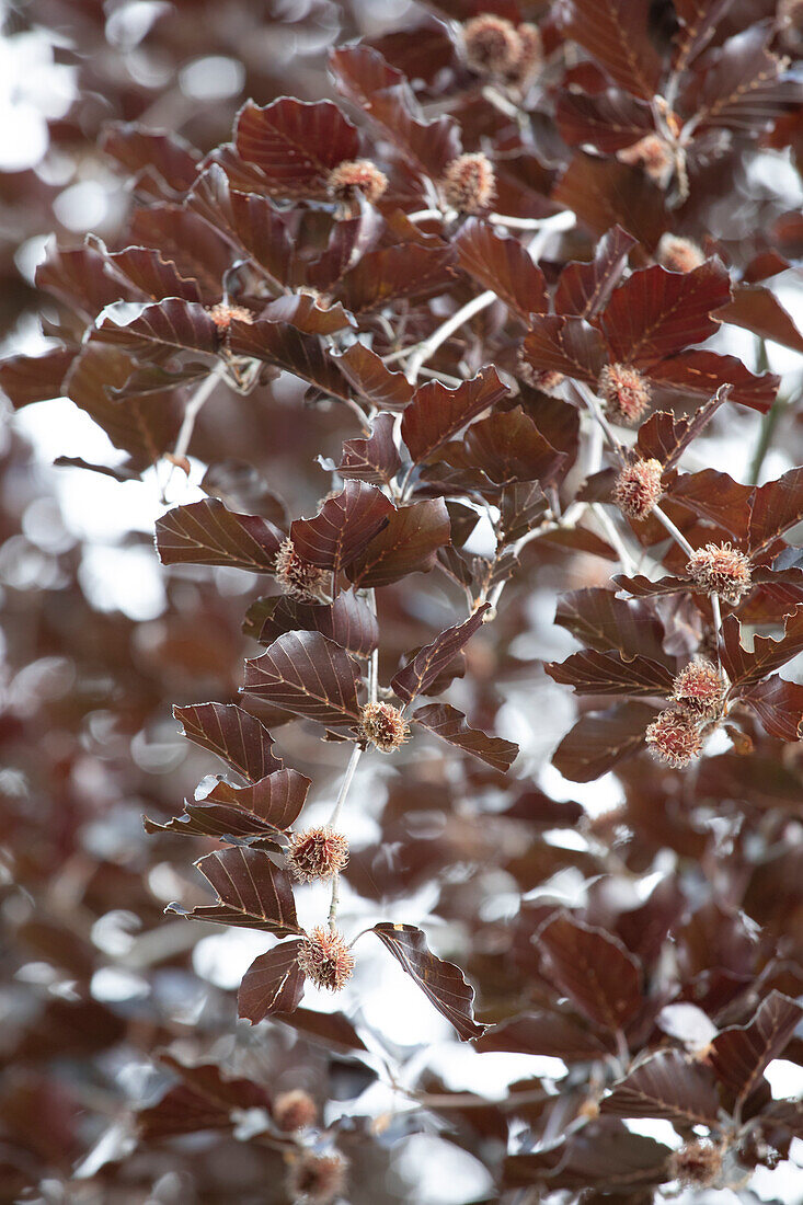 Fagus sylvatica 'Purpurea Latifolia'