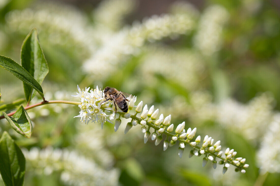 Itea virginica 'Henry´s Garnet' mit Biene