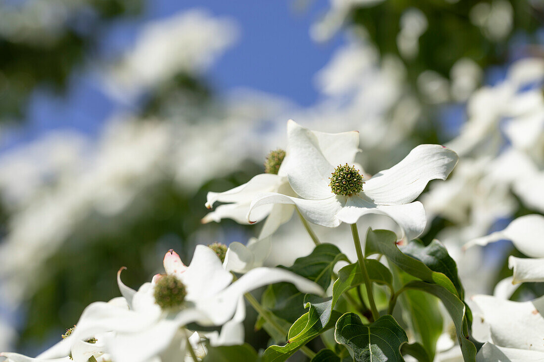 Cornus kousa 'Typ 2'