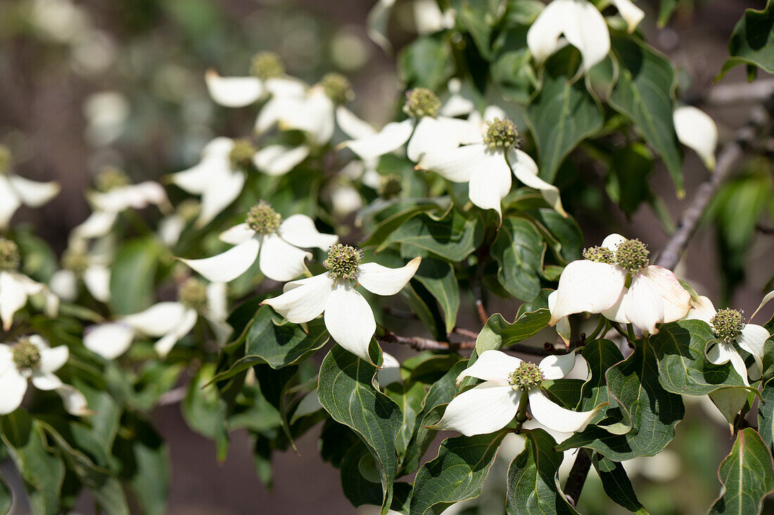 Cornus kousa 'Milky Way' chinensis