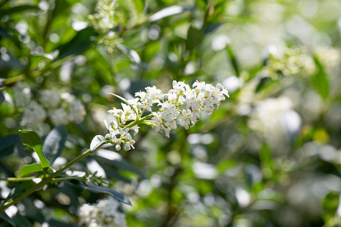 Ligustrum vulgare