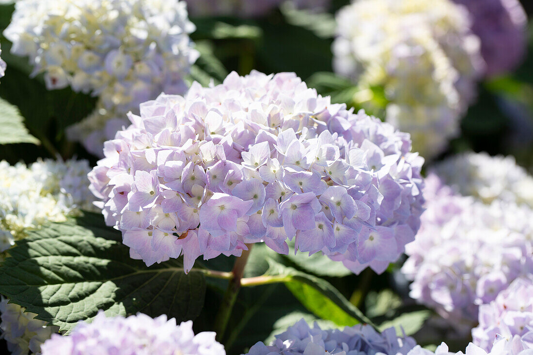 Hydrangea macrophylla, lila