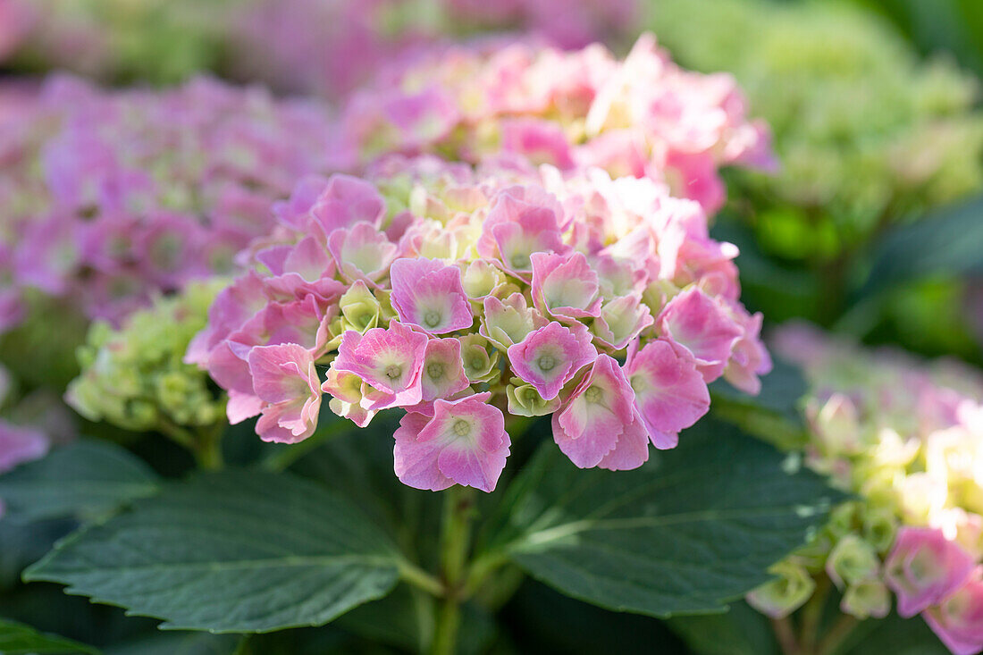 Hydrangea macrophylla, pink