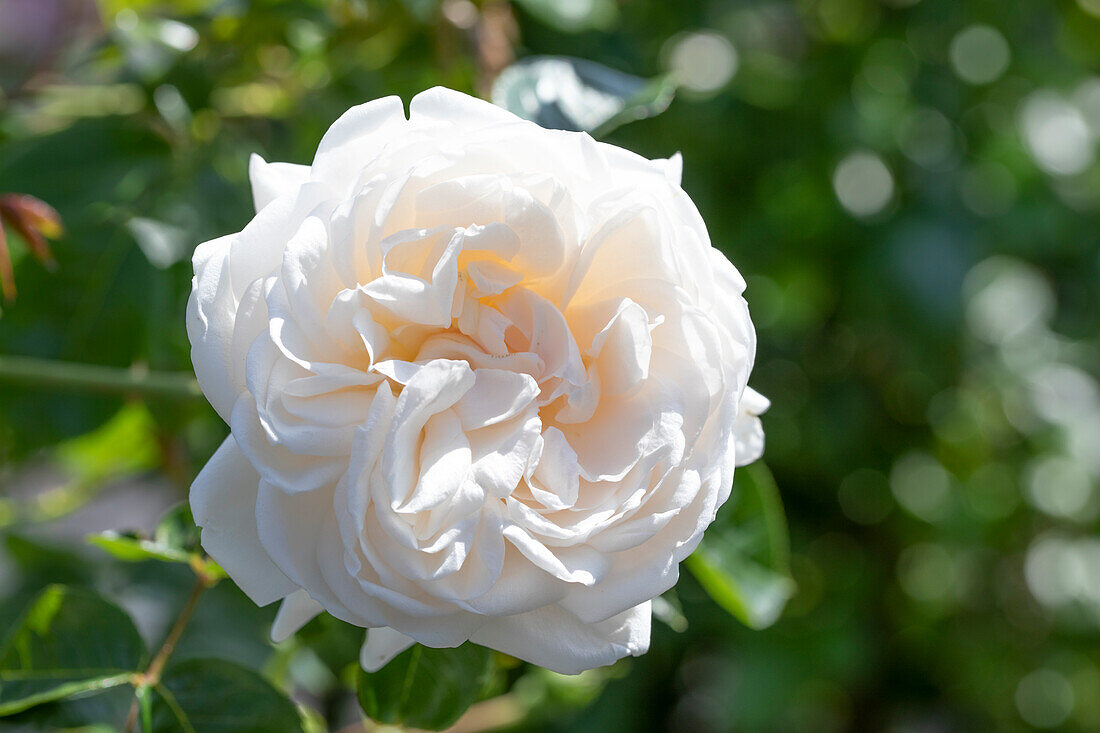 Climbing rose, white