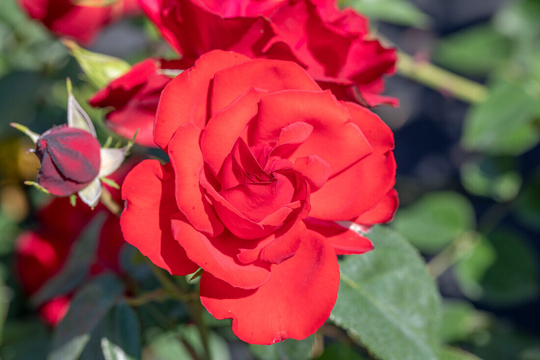 Shrub rose, red