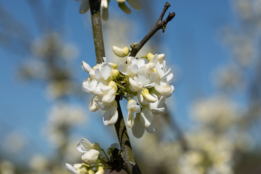 Cercis siliquastrum 'Alba'