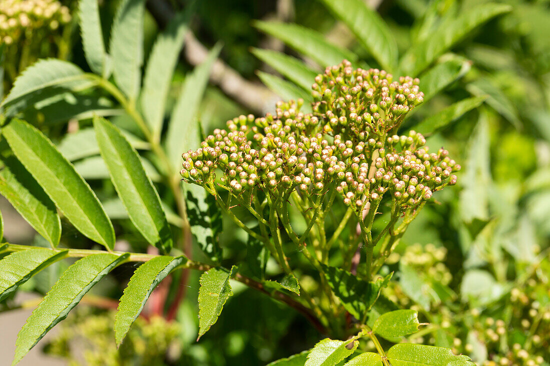 Sorbus aucuparia 'Autumn Spire'®