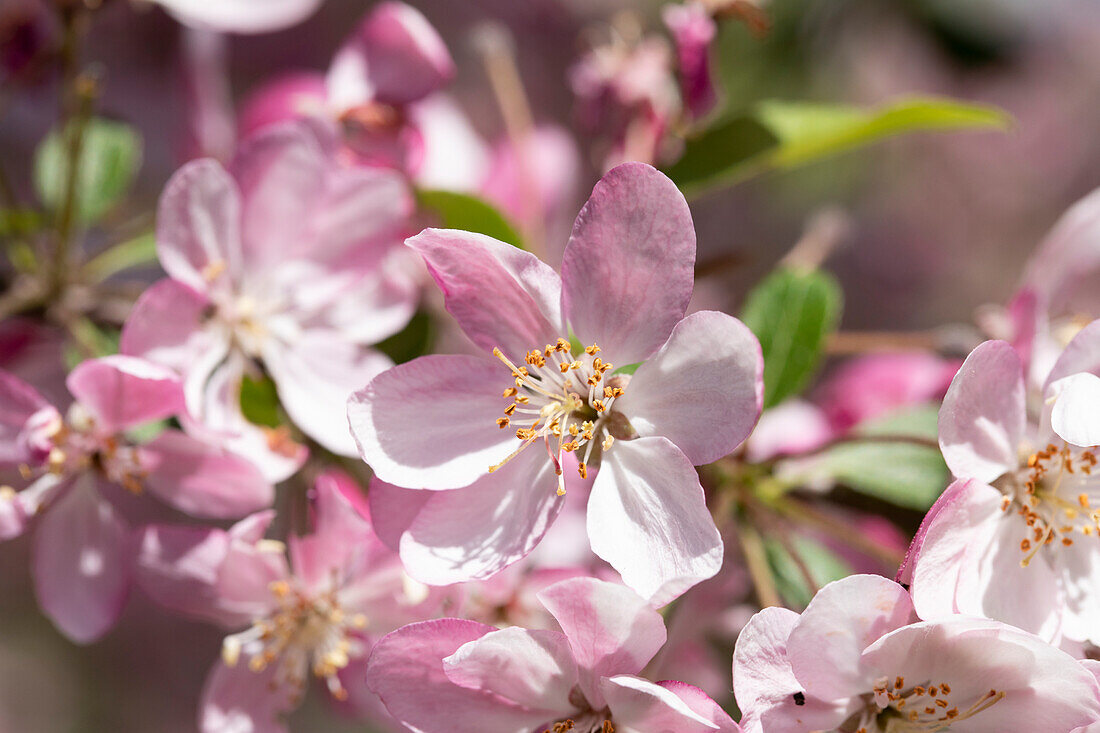 Malus 'Hillieri