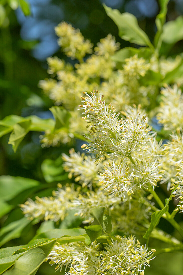 Fraxinus ornus 'Obelisk'