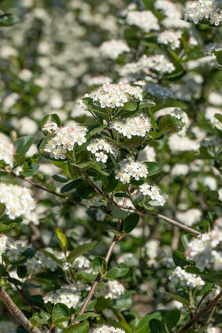 Aronia x prunifolia 'Viking'