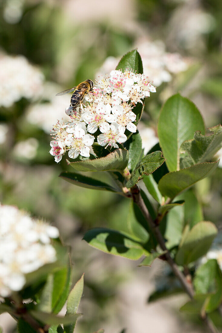 Aronia melanocarpa mit Biene