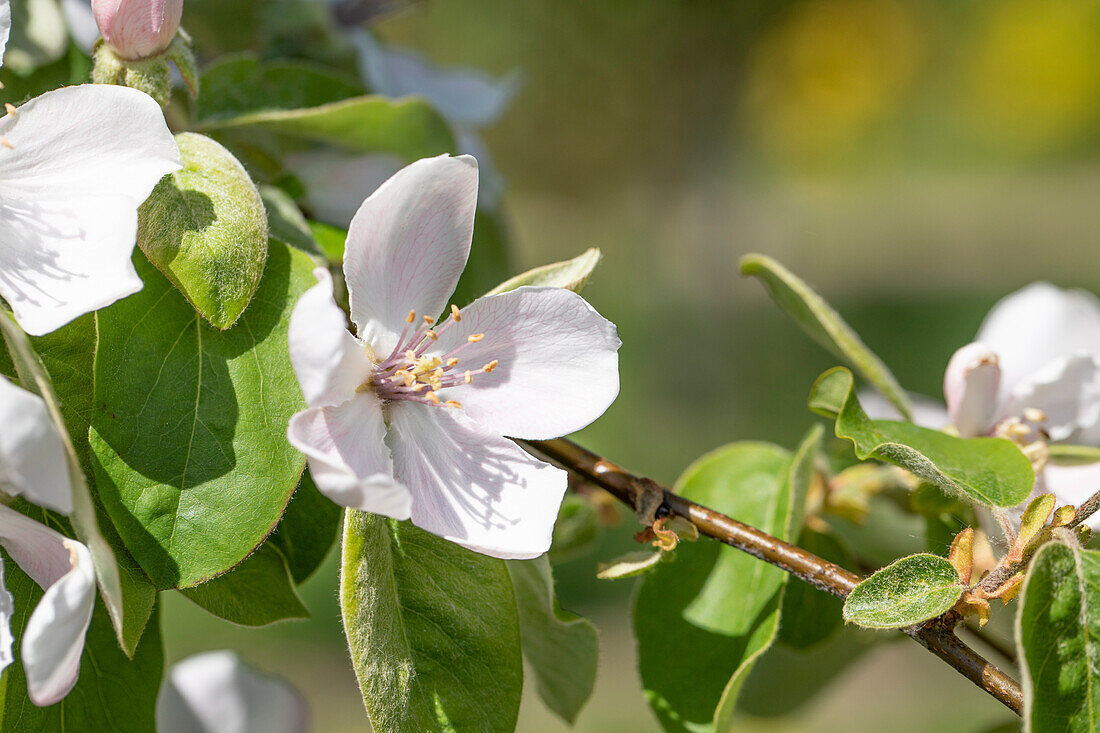 Cydonia oblonga 'Portuguese pear quince' (Portuguese pear quince)