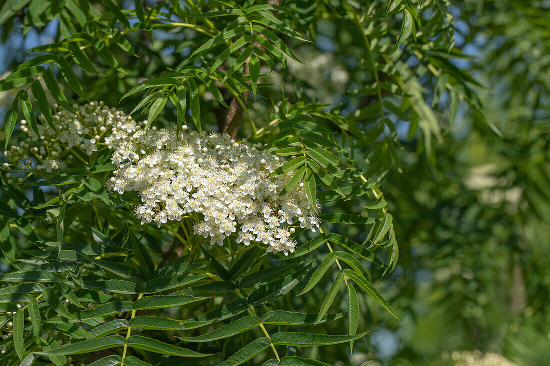 Sorbus 'Dodong