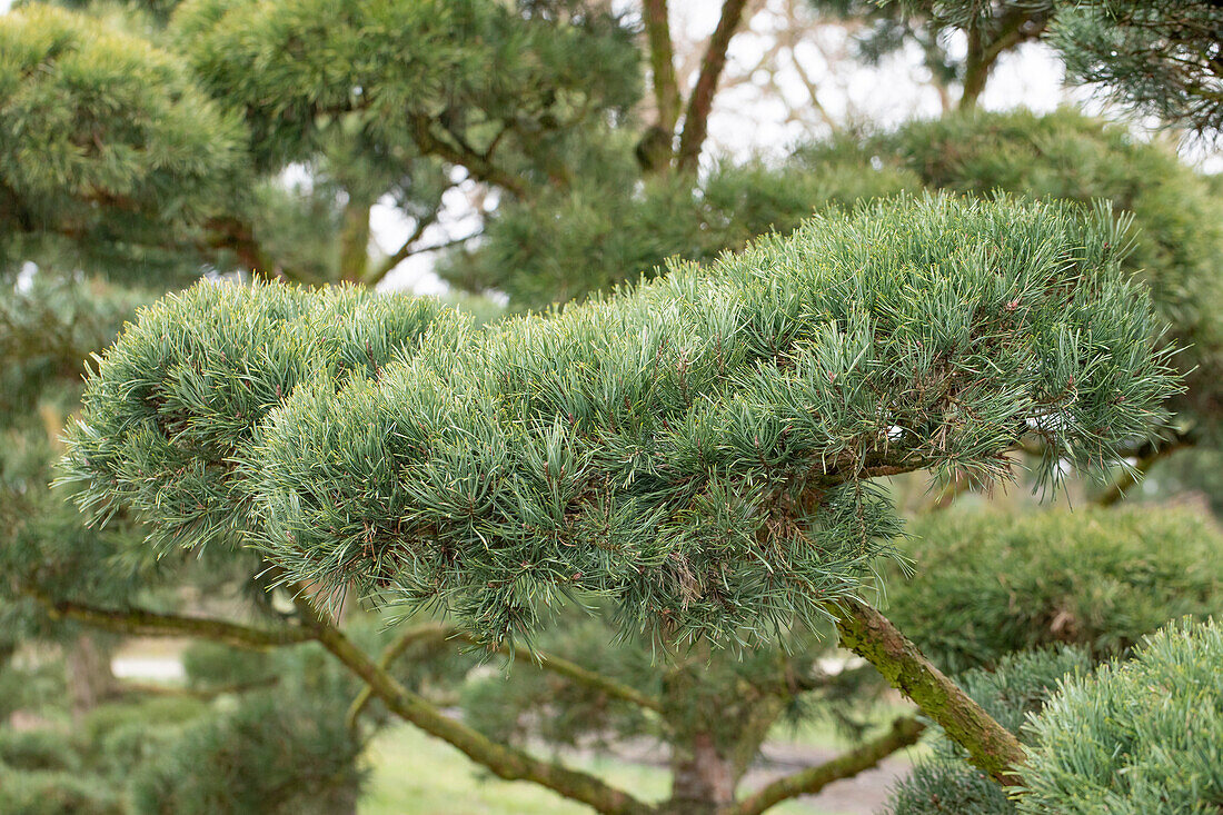 Pinus sylvestris