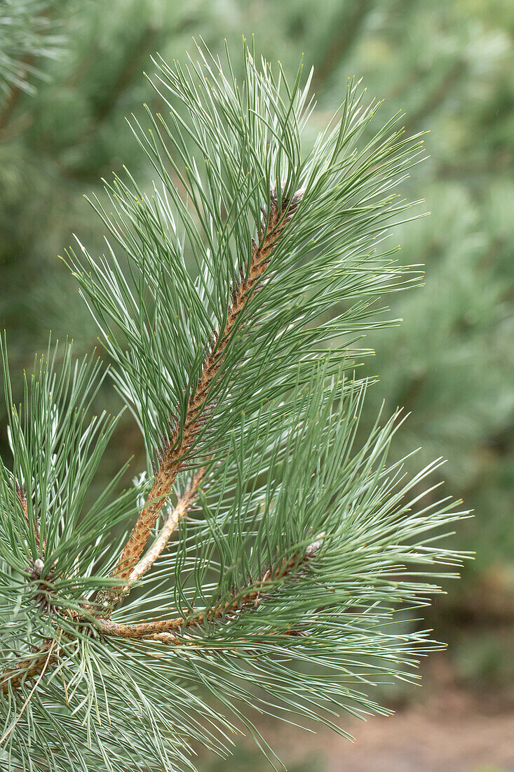 Pinus parviflora