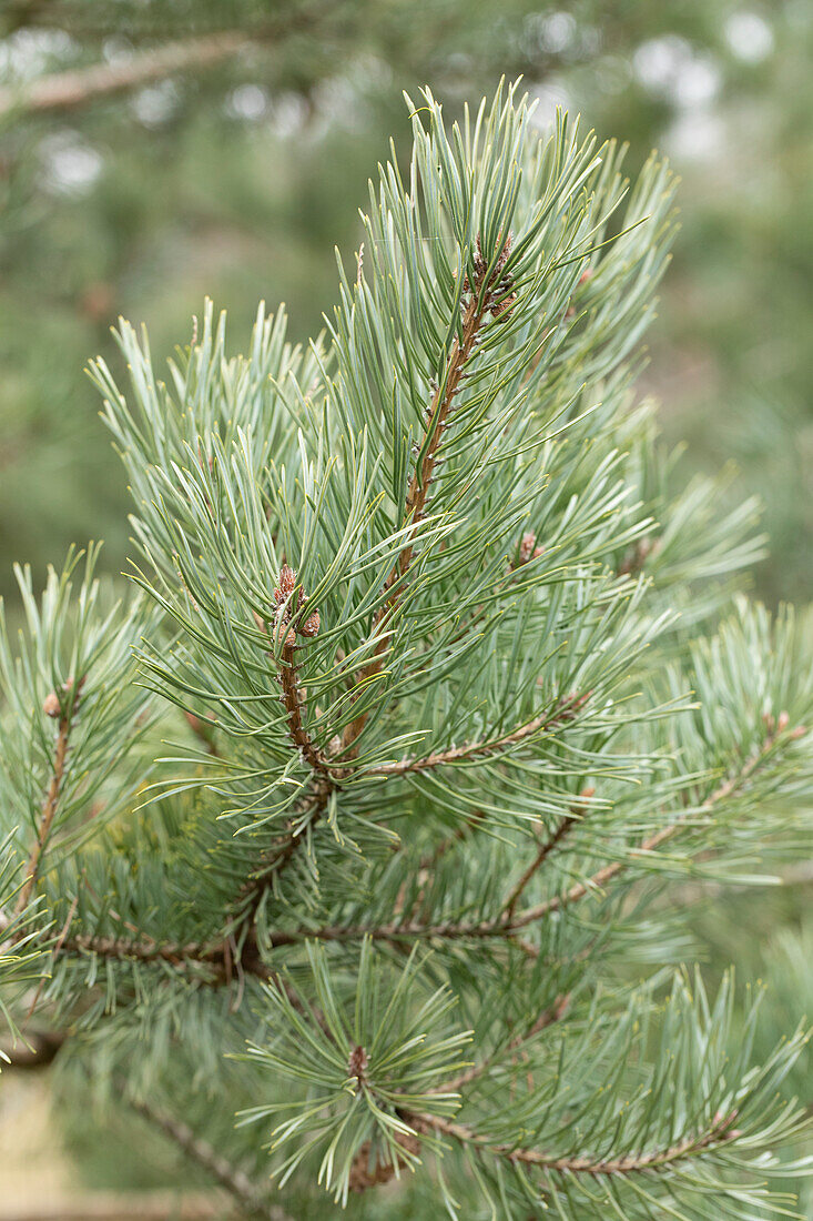 Pinus sylvestris