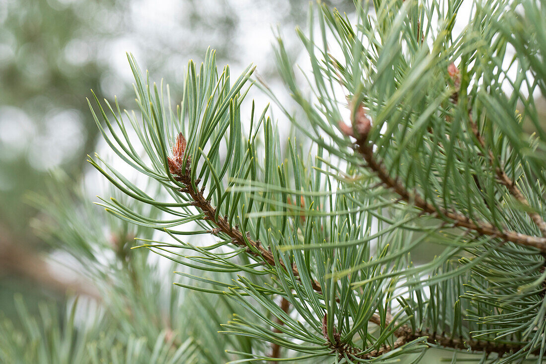 Pinus sylvestris