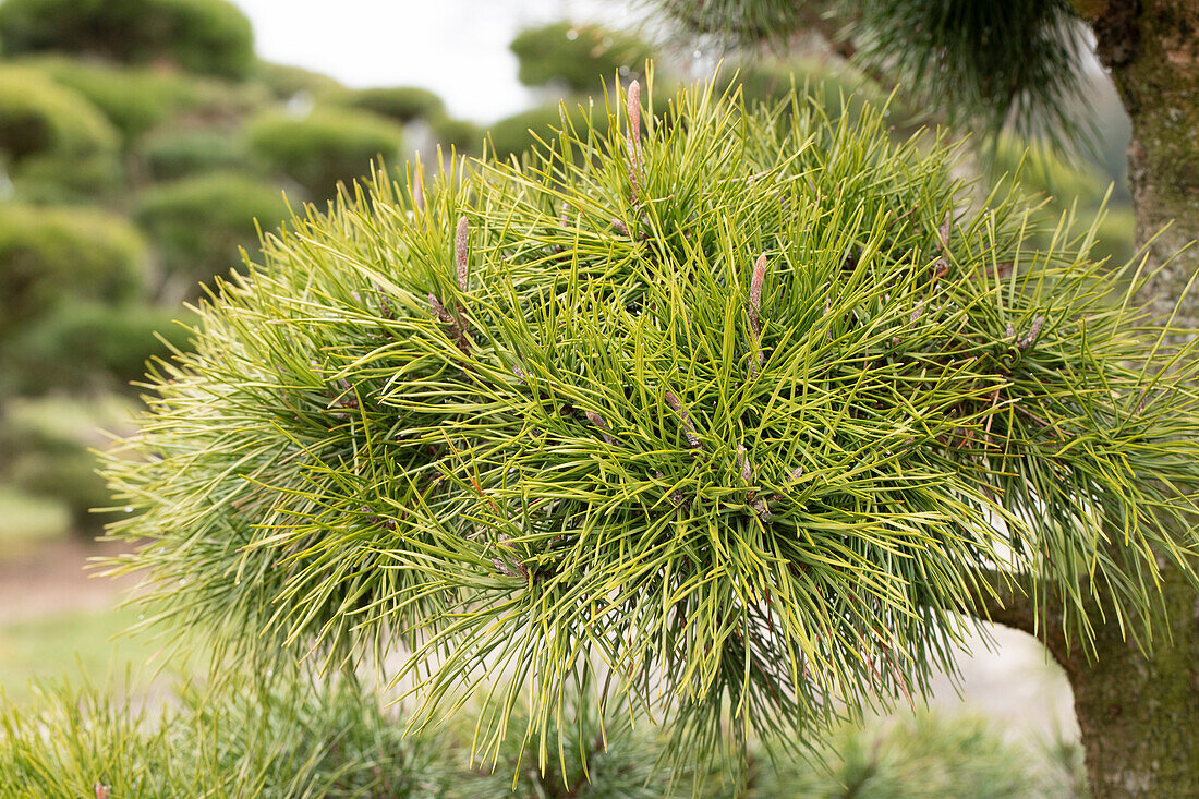 Pinus 