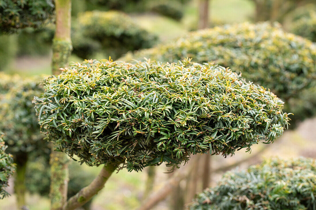 Taxus baccata 'Dovastonii Aurea'.