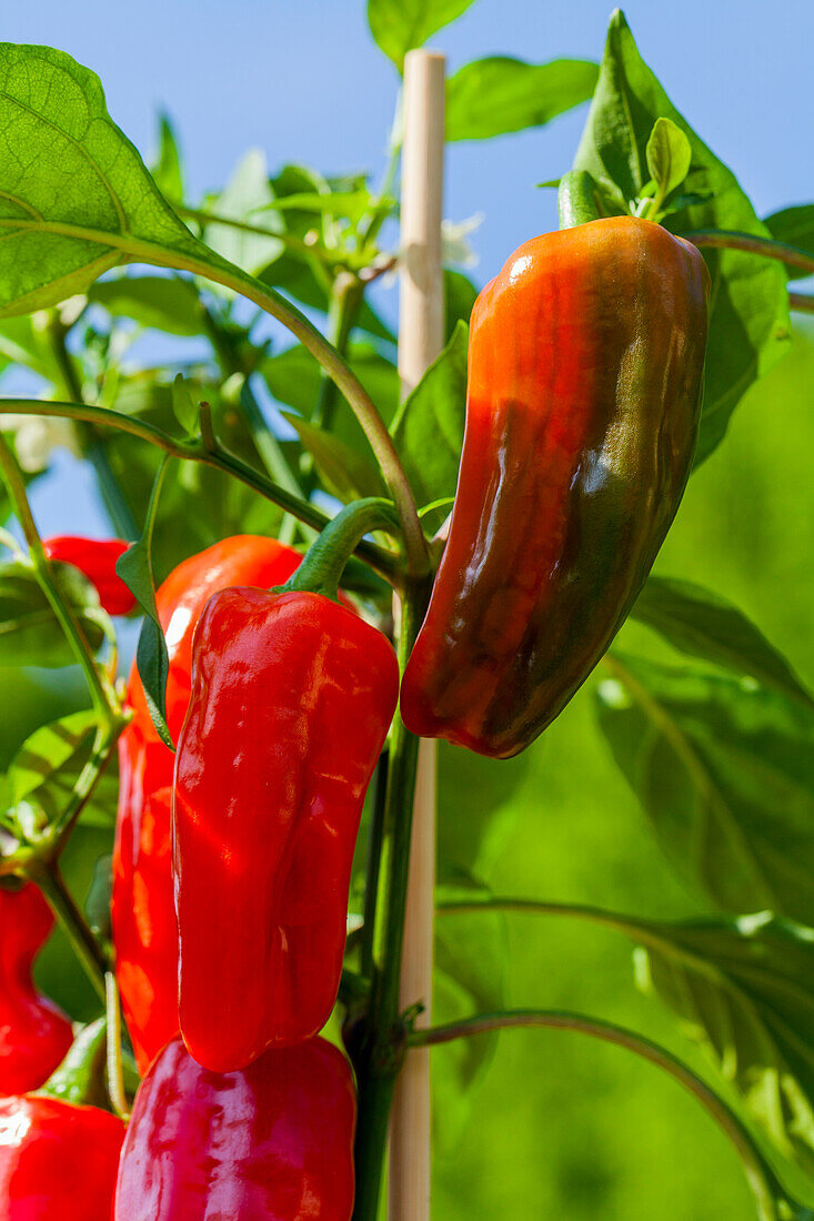 Capsicum annuum