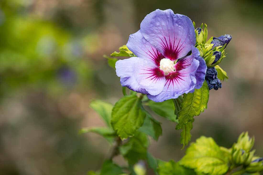 Hibiscus syriacus 'Oiseau Bleu'