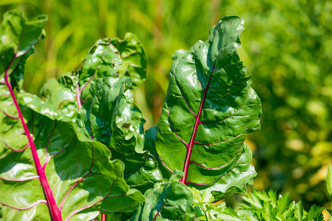 Beta vulgaris var. cicla