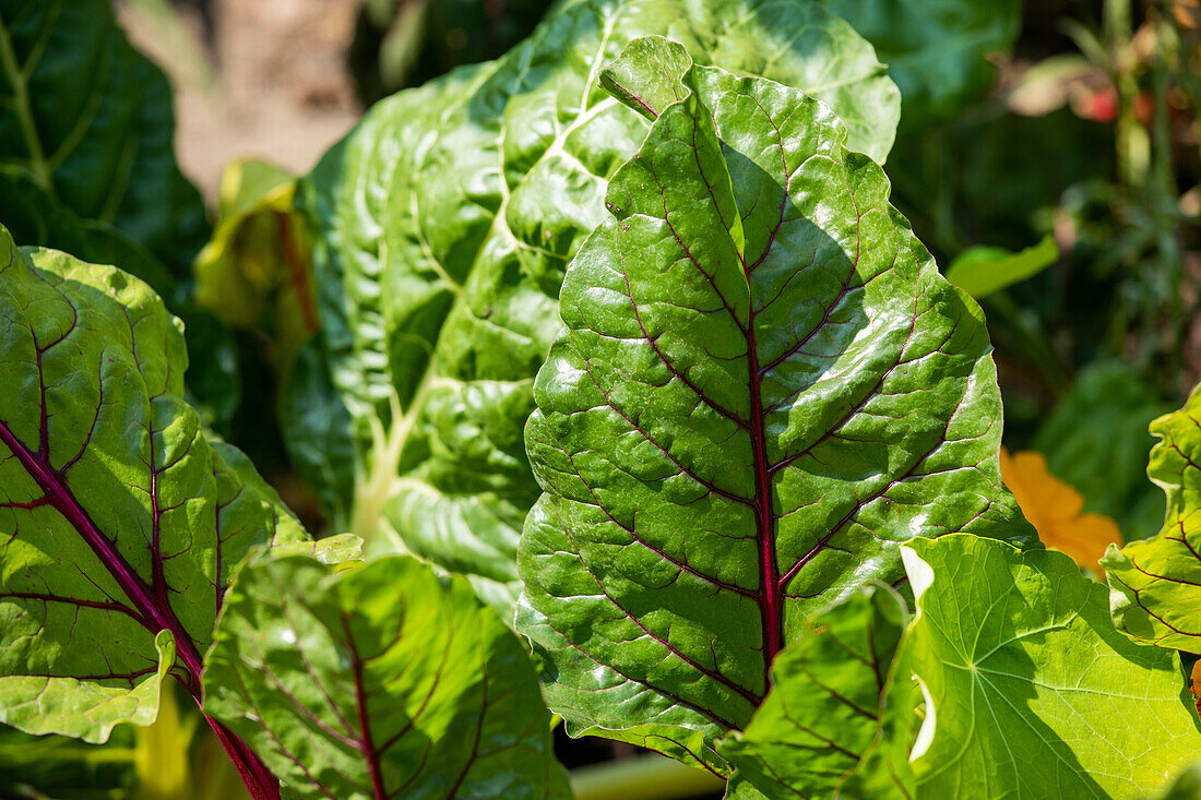 Beta vulgaris var. cicla