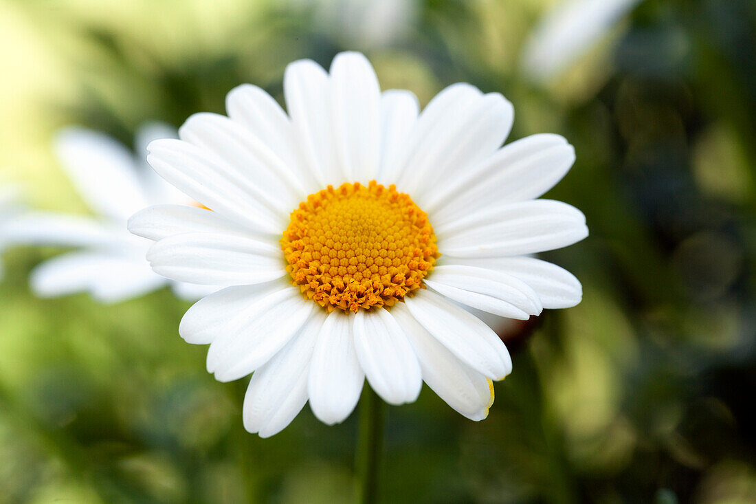 Argyranthemum frutescens, white