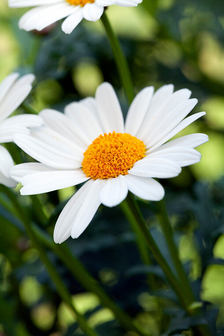 Argyranthemum frutescens, weiß