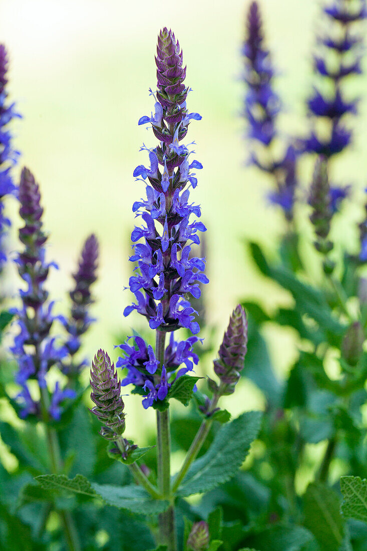 Salvia nemorosa, blau