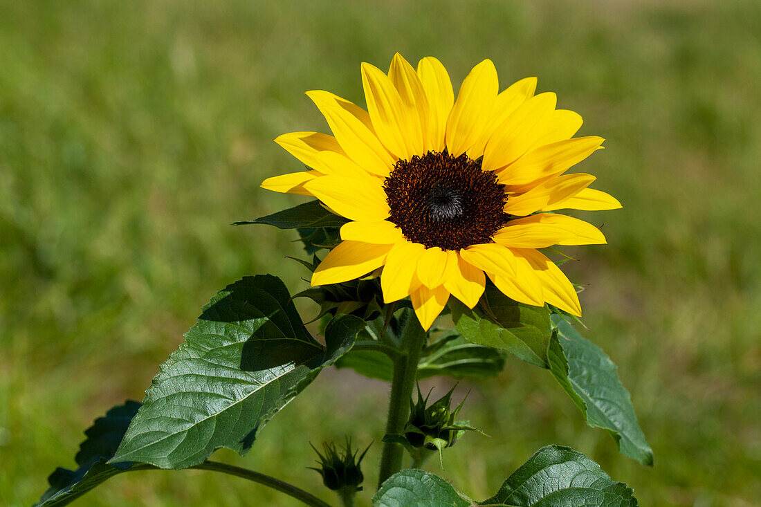 Helianthus annuus