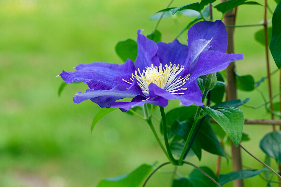 Clematis, blue