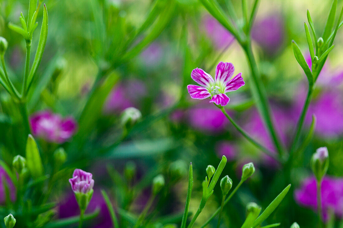 Gypsophila muralis