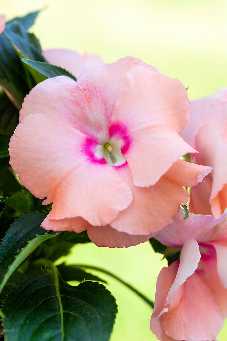 Impatiens neuguinea, salmon pink