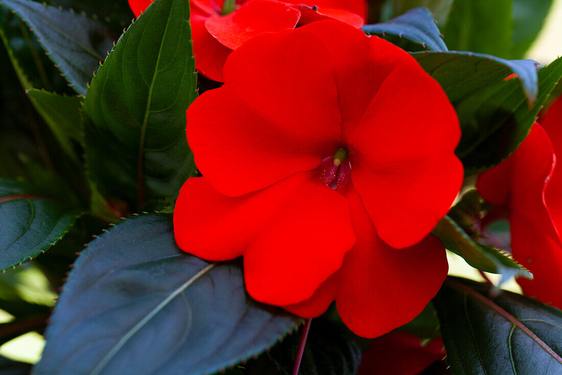 Impatiens neuguinea, rot