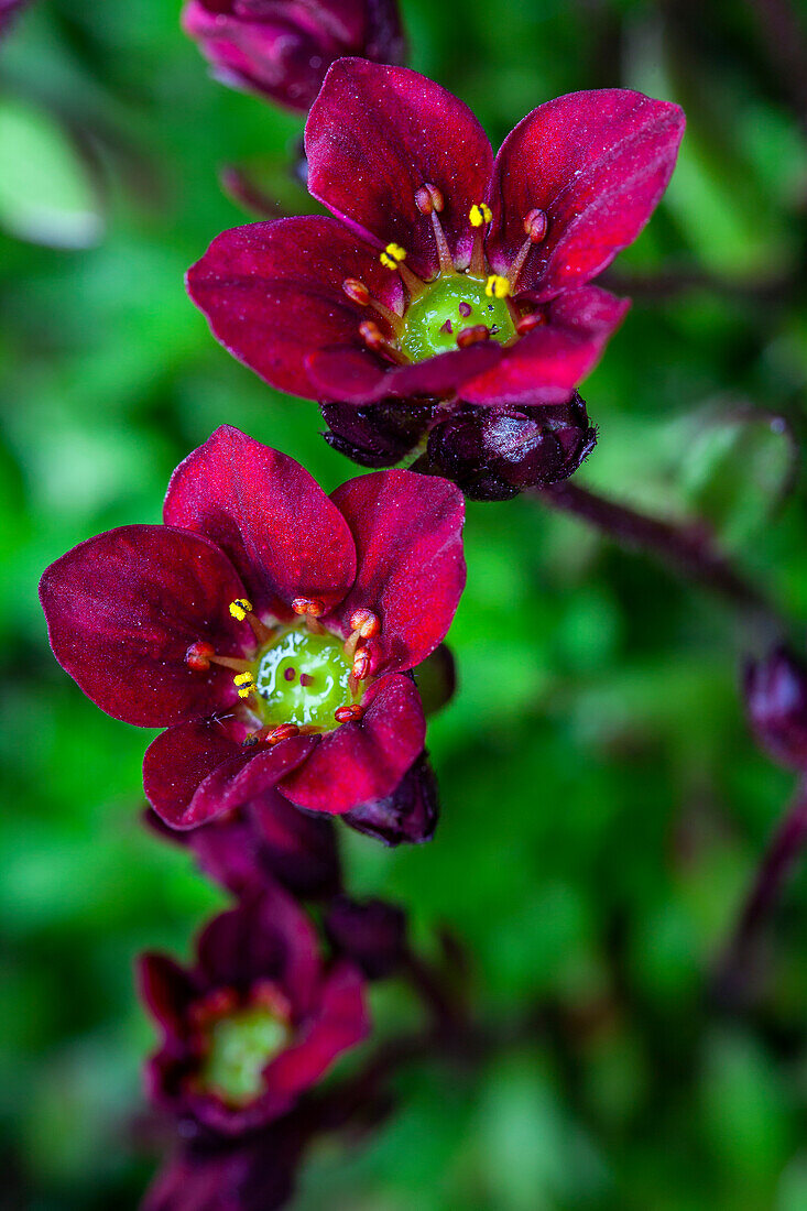 Saxifraga x arendsii, dark red